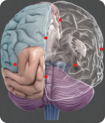 Colored brain anatomy illustration with labels